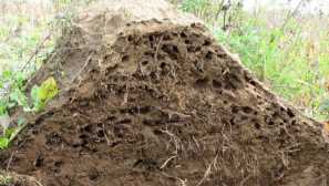 Kako se znebiti mravlje v rastlinjakih in rastlinjakih: pregled priljubljenih metod